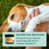 DogSupply Honingzalf - 125ml