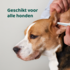 DogSupply Oorreiniger - 100ml