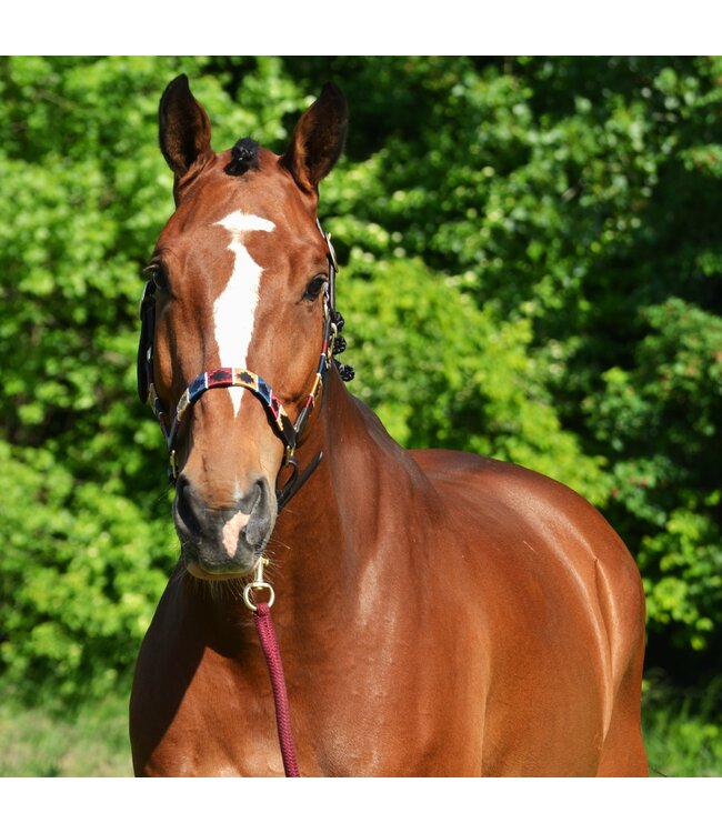 Cooper classic headcollar