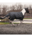 Turnout rug 400 gram - Black/grey