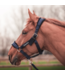 Greenfield Selection Strong headcollar with fleece