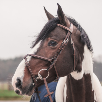 Bridles