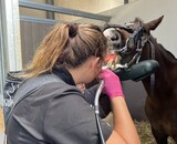  The Day of the (Equine) Dentist!