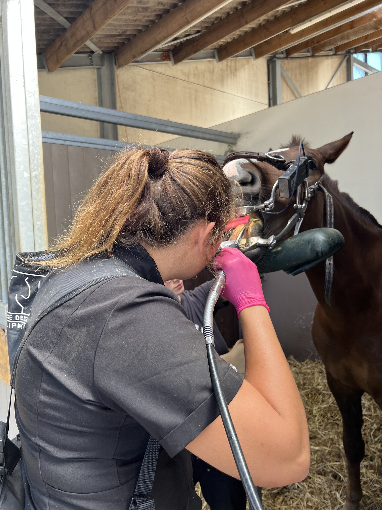  The Day of the (Equine) Dentist!