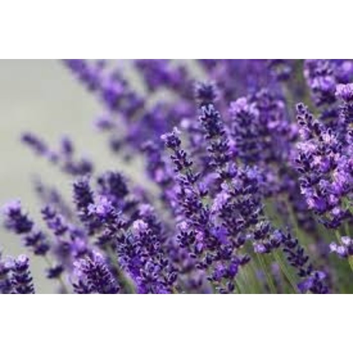 TonLin Airco Verfrisser en Reiniger Spray 200 ml.