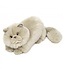 Hermann Teddy perzische kat