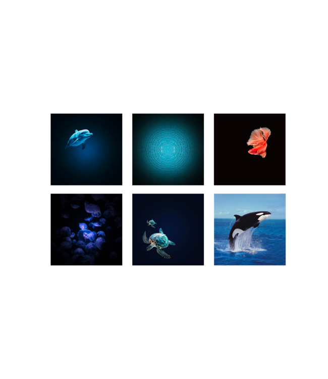 Kidywolf Kidystar Ocean