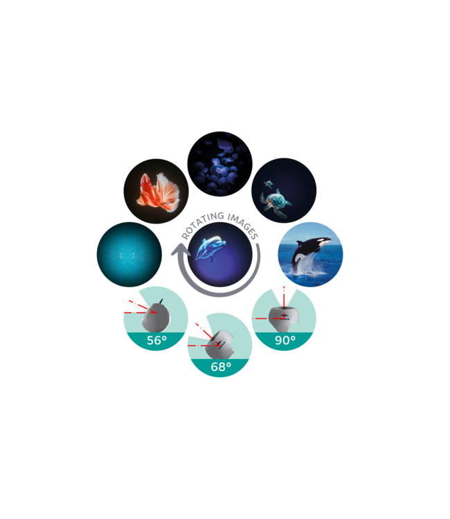 Kidywolf Kidystar Ocean