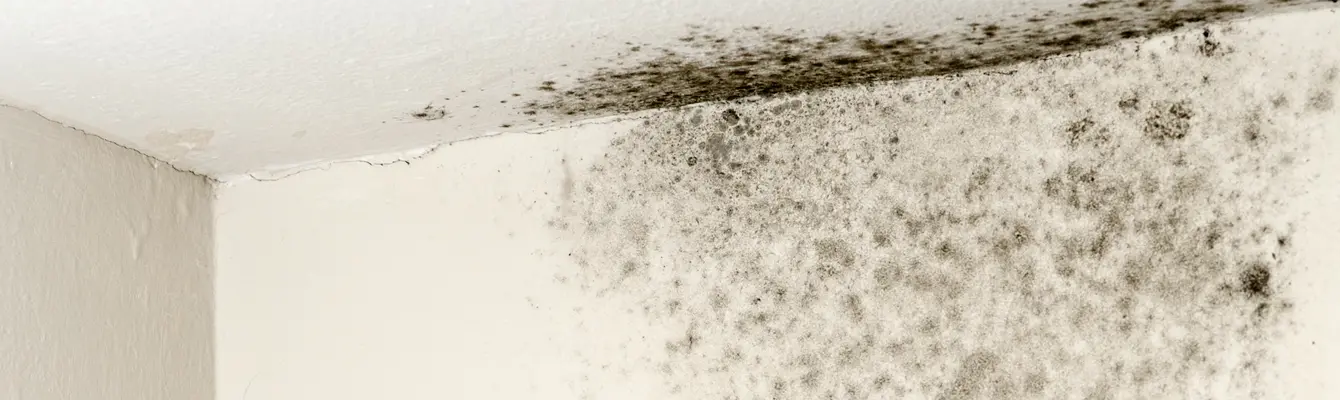 Schimmel in huis door slechte ventilatie herken je aan zwarte vlekken op muren en plafonds