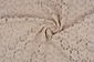 Lace Kant 4 Zand
