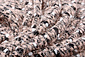 Fancy Bouclé Stripe Black Powder Pink Fancy Bouclé Stripe Black Powder Pink