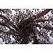 Dentelle Pua Kauwela Noir Brique Dentelle Pua Kauwela Noir Brique