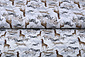 100% Digital Algodón Afrikaanse Animales