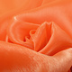 Korean Silk Fluor orange