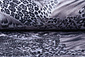 Jersey Tessuto Leopardo Wings Grigio Jersey Tessuto Leopardo Wings Grigio