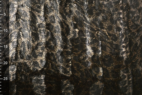 Leopardo Pelo Dorado Leopardo Pelo Dorado