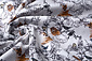 100% Digital Cotton  Forest animals Deer And Owl