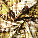 Digital Stretch Cotton Monstera Palm Leaf Brown