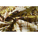 Digital Algodón Elástico Monstera Hoja de Palmera Marrón
