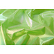 Neon Film Vert Neon Film Vert