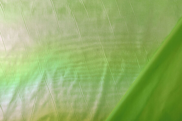Neon Film Vert Neon Film Vert
