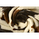 Velboa Koeienprint Marrone