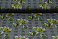 Punta Di Roma Fiore Vert Punta Di Roma Fiore Vert