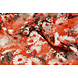 100% Viscosa Margherita Arancione