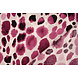 100% Viscosa Swati Macchie Fucsia 100% Viscosa Swati Macchie Fucsia