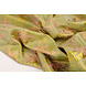 Brocado Celeste Verde - Rosa Brocado Celeste Verde - Rosa