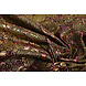 Brocade Belinda Brocade Belinda