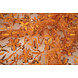Netz Bestickt Pailletten Naomi Orange Netz Bestickt Pailletten Naomi Orange