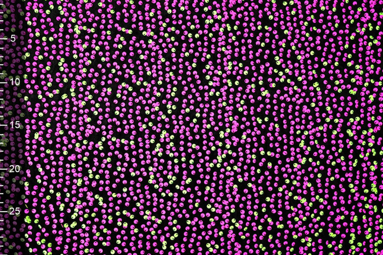 Pailletten op Velours Zwart - Fluor Pailletten op Velours Zwart - Fluor