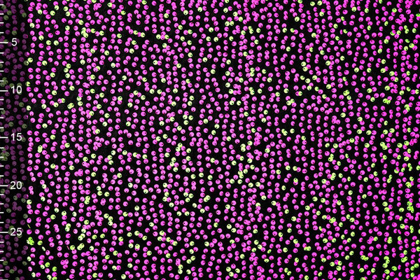 Lentejuelas sobre Terciopelo Negro - Fluor