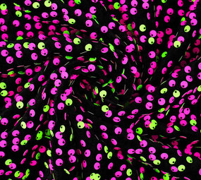 Paillettes su Velluto Nero - Fluorescente Paillettes su Velluto Nero - Fluorescente