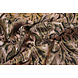Brocade Agisha Powder Pink