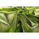 Festa Bling Stampa Serpente Verde Lime Festa Bling Stampa Serpente Verde Lime