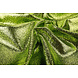 Party Bling Snake Print Lime Green Party Bling Snake Print Lime Green