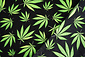 Bi-Stretch Printed Green Haze