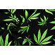 Oeko-Tex® Bi-Stretch Printed Green Haze Oeko-Tex® Bi-Stretch Printed Green Haze