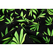 Oeko-Tex® Bi-Stretch Printed Green Haze Oeko-Tex® Bi-Stretch Printed Green Haze