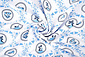 Bi-Stretch Printed Dutch Delft Blue