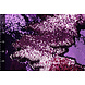 Omkeerbare Pailletten Stof Paars-Roze Omkeerbare Pailletten Stof Paars-Roze