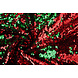 Reversible Sequin Fabric Red-Green