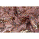 Mesh Embroidered Sequins Maharani Pink