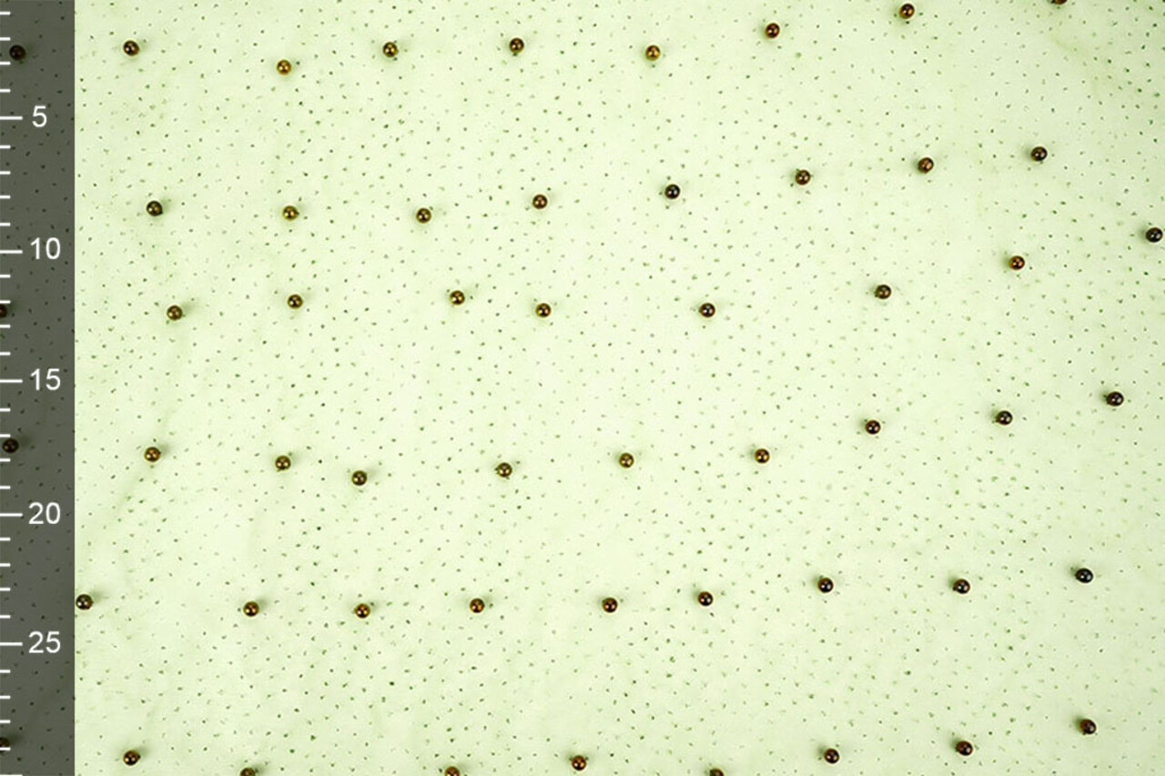 Feiner Glitzer Tüll mit Perlen Limettengrün Feiner Glitzer Tüll mit Perlen Limettengrün