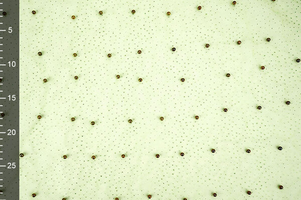 Fine Glitter Tulle con Perline Verde Lime