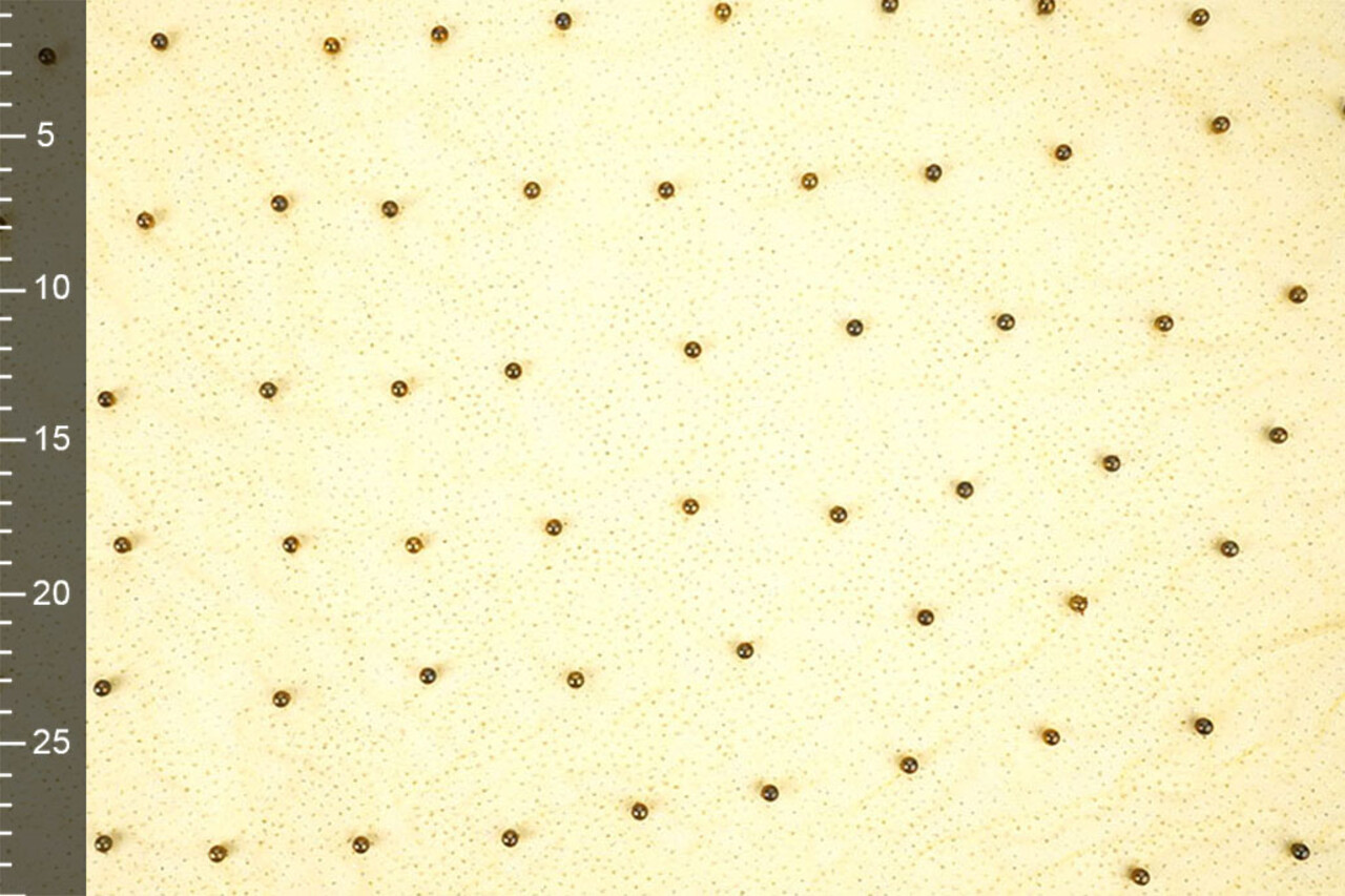 Fine Glitter Tulle with Pearls Yellow