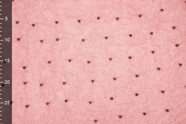 Fine Glitter Tulle with Pearls Red Fine Glitter Tulle with Pearls Red