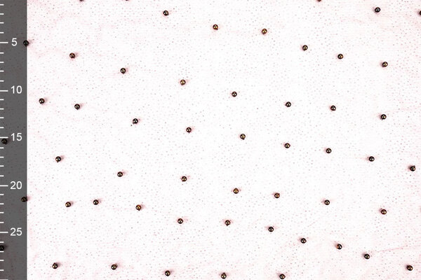 Fine Glitter Tulle con Perline Malva Fine Glitter Tulle con Perline Malva
